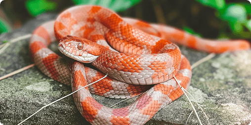 corn snake